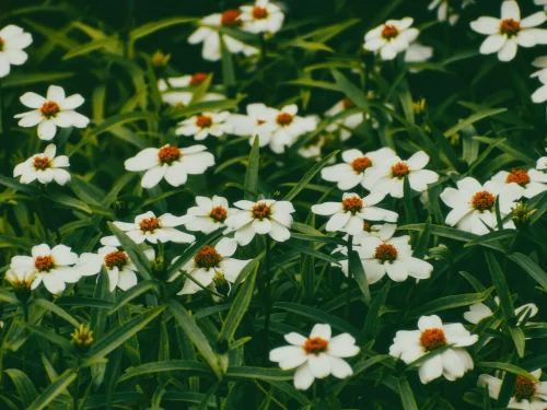 Hình nền aesthetic 31