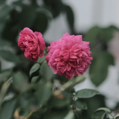 Hình nền aesthetic 140
