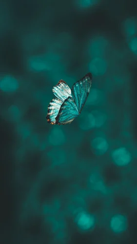 Hình nền bướm 8