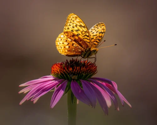 Hình nền bướm 13