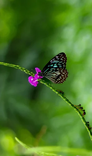 Hình nền bướm 15