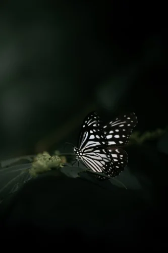 Hình nền bướm 20