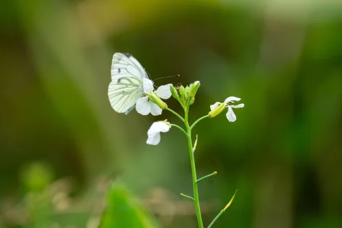 Hình nền bướm 130