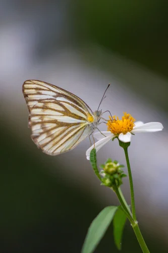 Hình nền bướm 41