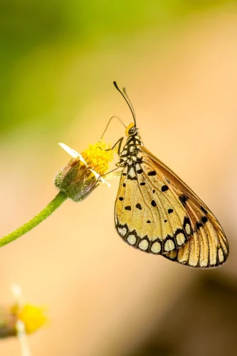 Hình nền bướm 14