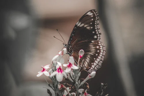 Hình nền bướm 70