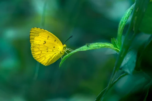 Hình nền bướm 79