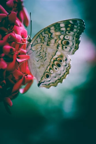 Hình nền bướm 85