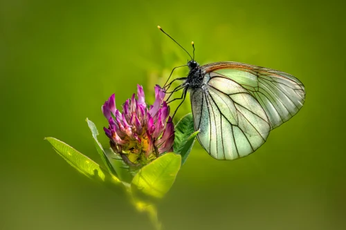 Hình nền bướm 95