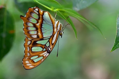Hình nền bướm 110