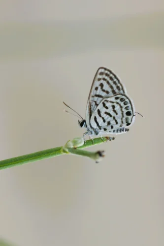 Hình nền bướm 29