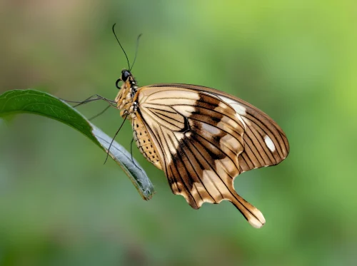 Hình nền bướm 117