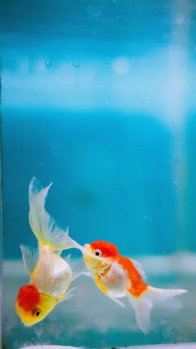 Hình nền cá 10