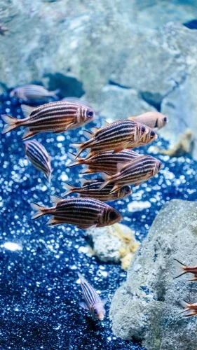 Hình nền cá 14