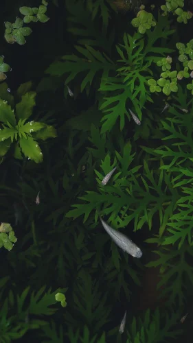Hình nền cá 21