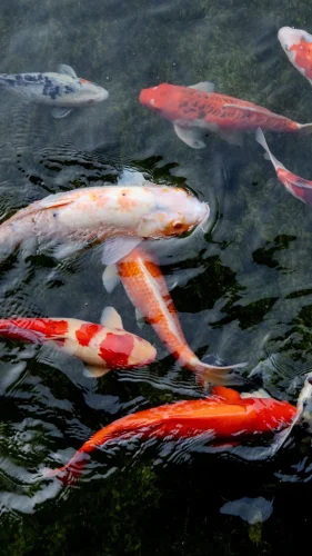 Hình nền cá 30