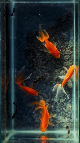 Hình nền cá 31
