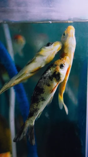 Hình nền cá 43
