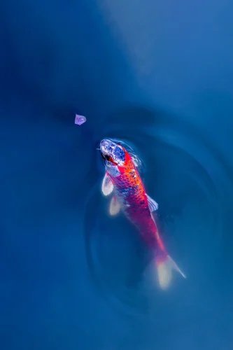 Hình nền cá 50