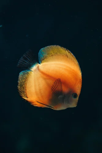 Hình nền cá 51