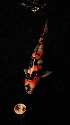 Hình nền cá 68