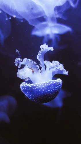 Hình nền cá 85