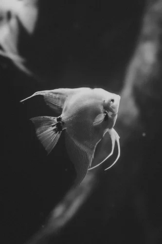 Hình nền cá 92