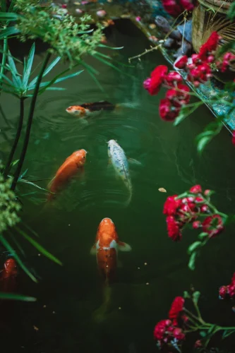 Hình nền cá 98