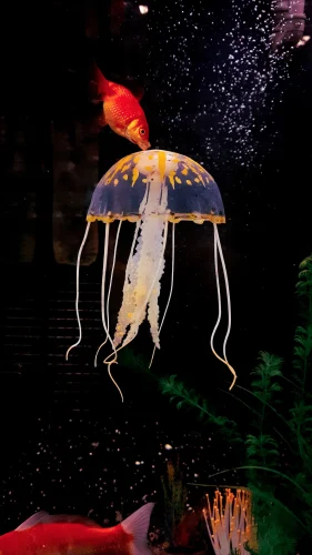 Hình nền cá 111