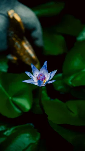 Hình nền cá 156