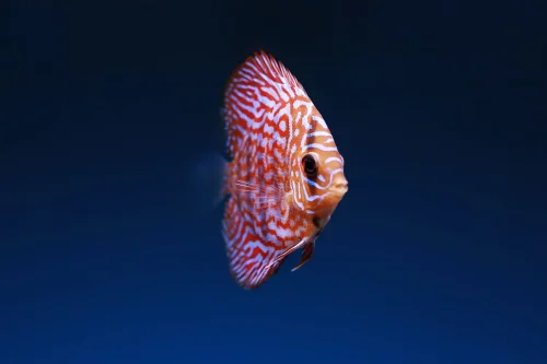 Hình nền cá 7