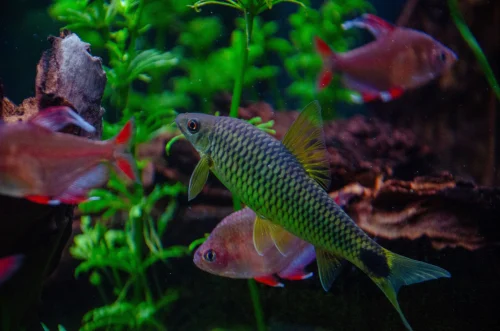 Hình nền cá 81