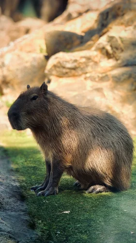 Hình nền capybara 8