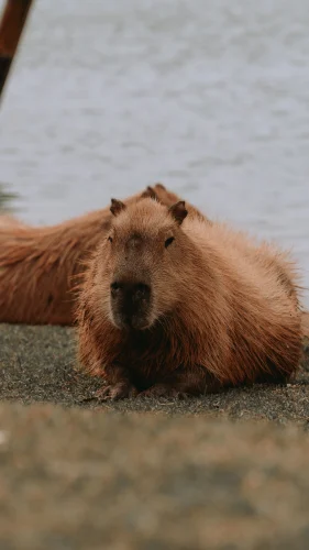 Hình nền capybara 9