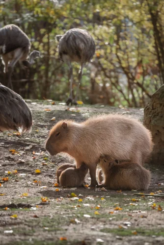 Hình nền capybara 10
