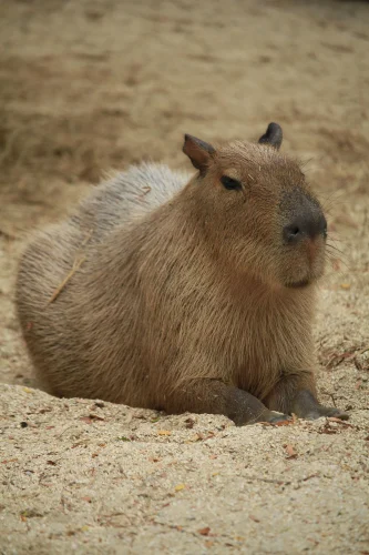Hình nền capybara 11