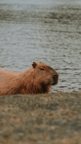 Hình nền capybara 12