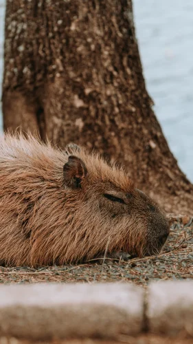 Hình nền capybara 13