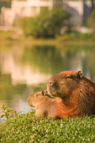Hình nền capybara 14