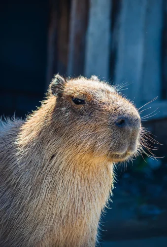Hình nền capybara 15