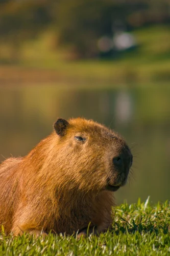 Hình nền capybara 16