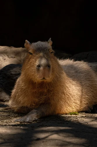 Hình nền capybara 17