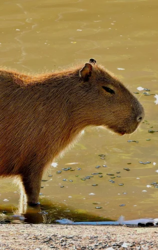 Hình nền capybara 18