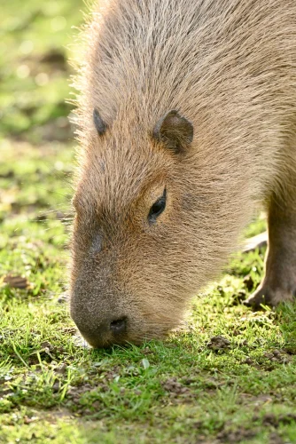 Hình nền capybara 19
