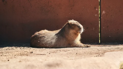Hình nền capybara 20