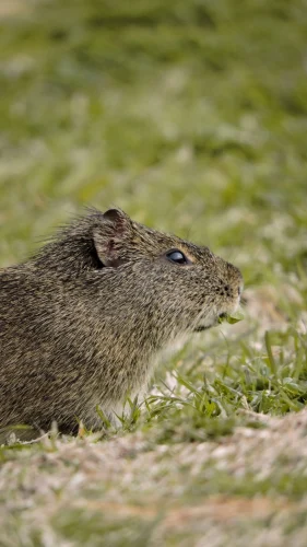 Hình nền capybara 21