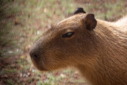 Hình nền capybara 22