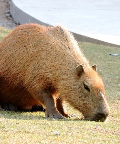 Hình nền capybara 24