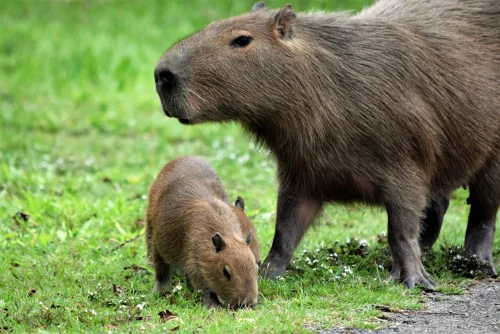 Hình nền capybara 25