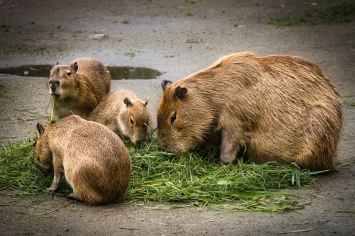 Hình nền capybara 26